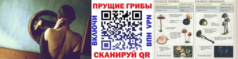 Псилоцибиновые грибы Psilocybe  Купить где  Тавда 